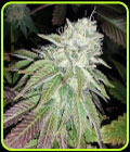 Zour Lemon - Karma Genetics