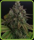 Zowahh - Karma Genetics