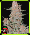 Ztrawberriez Auto - FastBuds