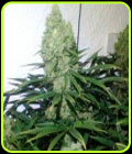 Zupreme - The Plug Seedbank