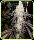#167B Auto - Propaganja Seeds