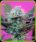 + Speed - Sweet Seeds