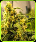 Big Bud Autoflower - Nirvana Seeds