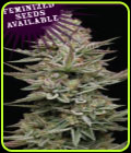 Family Jewels - Humboldt Seed Company