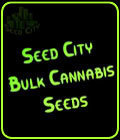 SALE - Valencia Seeds - MAC #1 - Seed City Bulk Cannabis Seeds - Cannabis Seed Sale Items