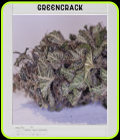 Green Crack Cannabis Seeds - ☆Seed City☆ - Best Prices, Biggest 