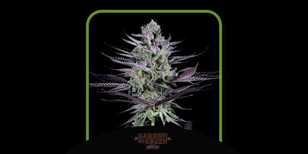 Beste Blue Dream-Samen Garden of Green