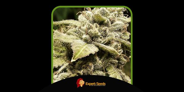 White Widow parhaat Gorilla-kannat