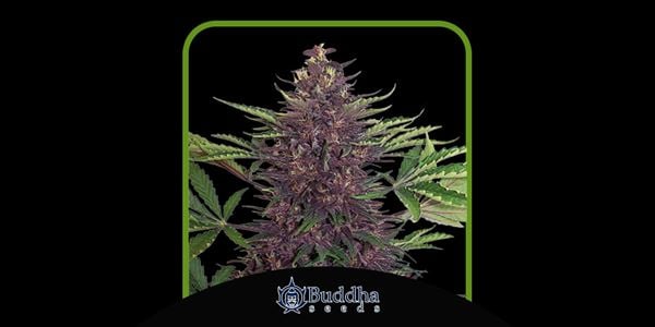 Най-добрите семена от плевели Purple Kush през 2024 г