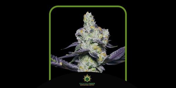 Graines de cannabis Blue Dream Sherbet