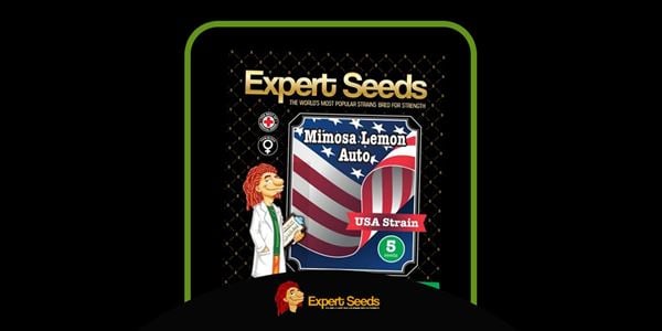 Mimosa Strains Топ 2024