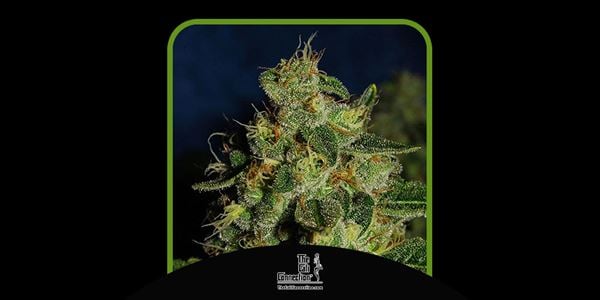 Green Crack od Cali Connection - Top Green Crack Seeds v roce 2024