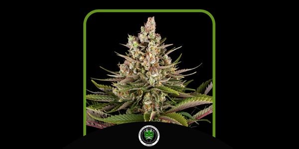 Great Sour Diesel -kannat vuonna 2024