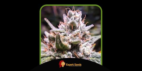 Expert Seeds Meilleures variétés de Gorilla Glue 2024