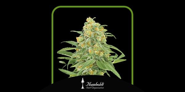 Green Crack 2.0 Semi di Humboldt