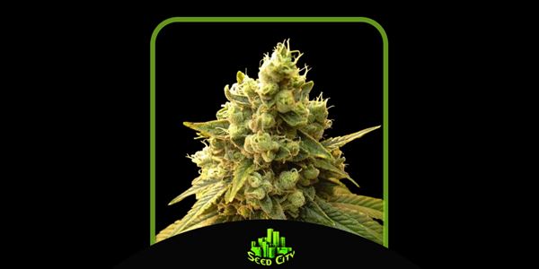 Professor Trichome Sour Diesel Seeds