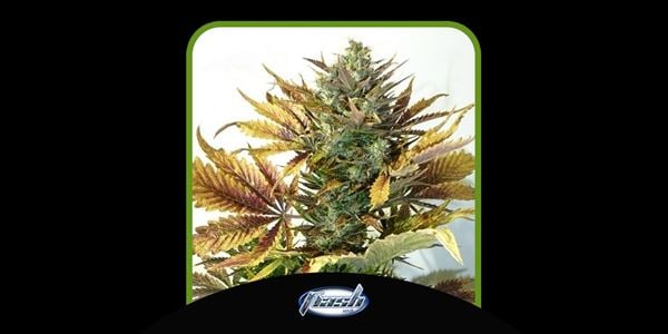 Purple Kush-Sorten Top 2024