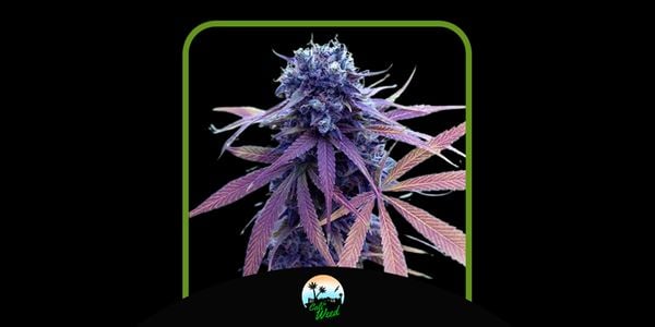 Cali Weed Best Blue Dream Seeds năm 2024