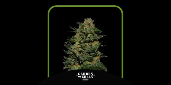 Hienoimmat Green Crack Seeds vuonna 2024