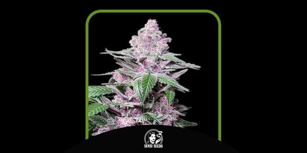 Beste Purple Kush-Sorten im Jahr 2024