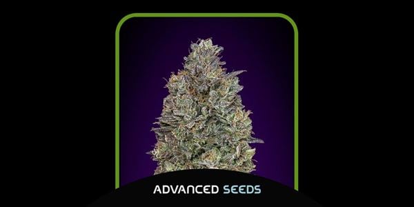 بهترین سویه های Advanced Critical Purple Kush 2024