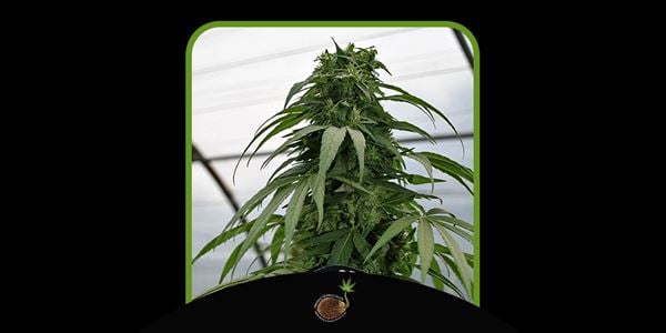 Exotic Mandarin Top Mimosa Strains 2024