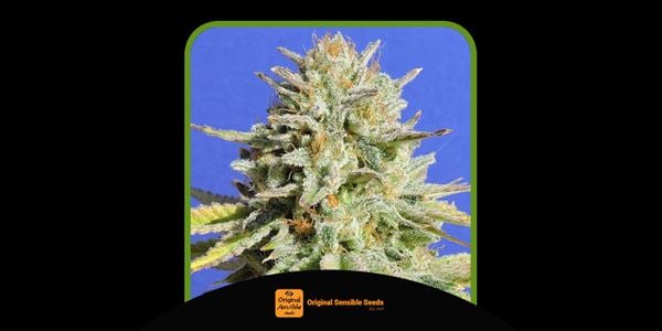 Best Gorilla Glue Strains in 2024