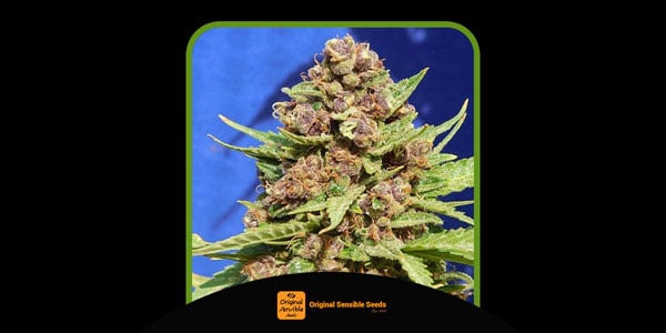 Cookies Purple Punch Finest Purple Punch Seeds