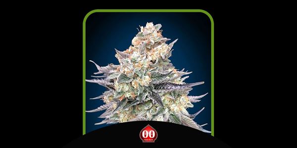 OO Seeds สุดยอด Blue Dream Seeds ในปี 2024