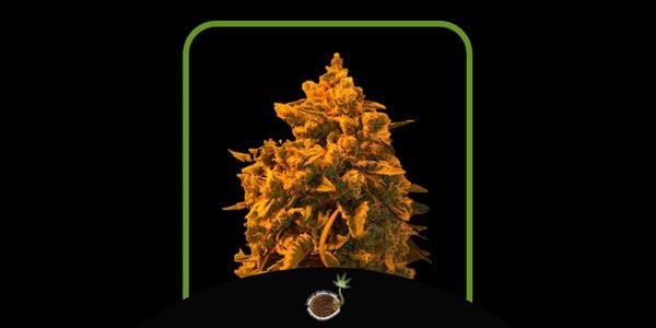 Critical Sour Diesel I migliori semi in vaso del 2024