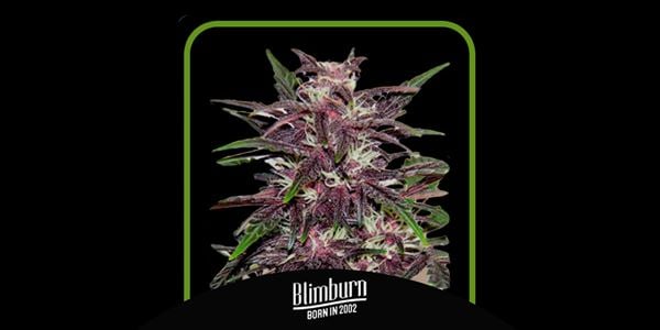 Blimburn 的 Grizzly Purple Kush