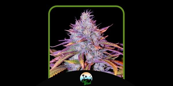 Najbolje sjemenke Blue Dream tvrtke Cali Seeds