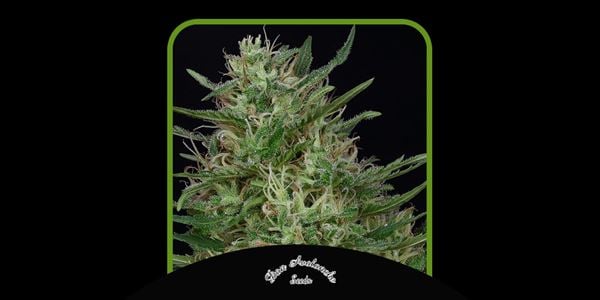 Don Green Crack di Don Avalanche Seeds