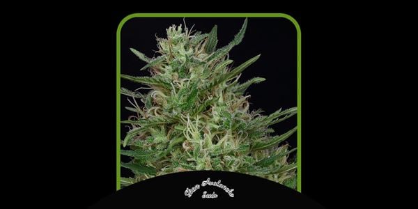 Don Green Crack av Don Avalanche Seeds