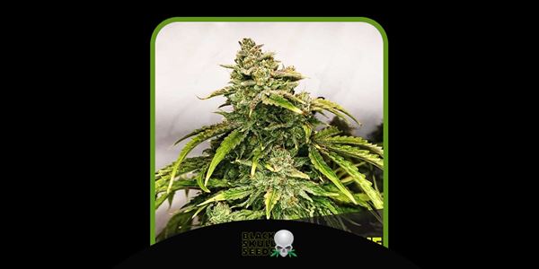 Gorilla Glue Blackskull 베스트 2024