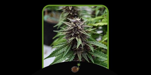 Meilleures graines de cannabis Purple Kush en 2024