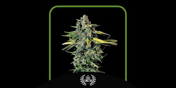 Feinste Blue Dream-Samen