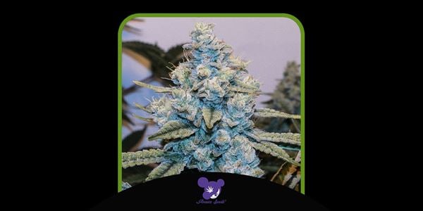 Gorilla Glue 4 Anesia Seeds