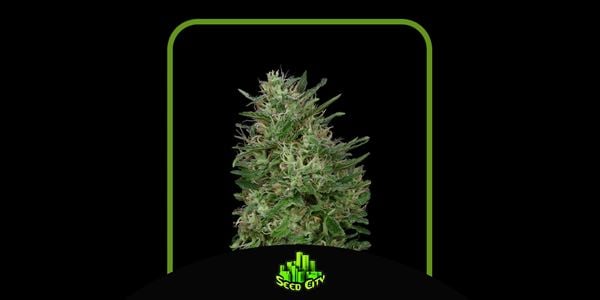 Topp Green Crack Seeds i 2024 Seed City