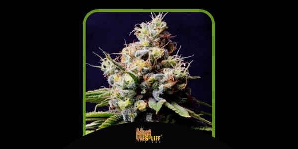 Finaste Purple Kush-stammarna 2024