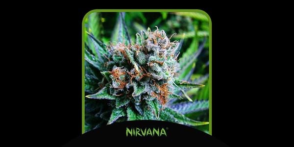 Nejlepší Blue Dream Seeds 2024 Nirvana