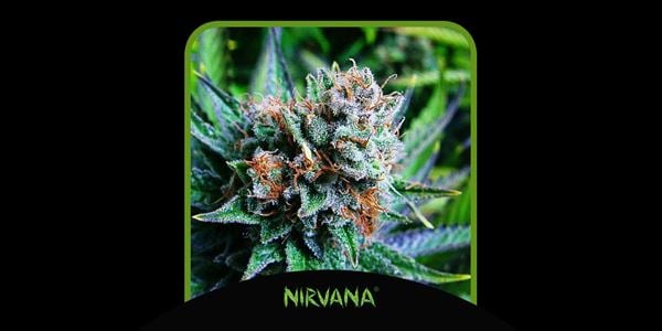 Principais sementes Blue Dream 2024 Nirvana