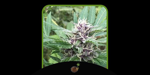 הזנים הטובים ביותר Purple Kush 2024 Royal Purple Kush Auto