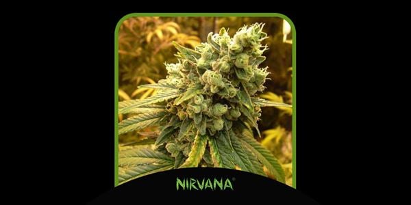 Sour Diesel Nirvana Meilleures Variétés De Cannabis 2024