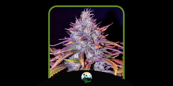 Blue Dream Cali Weeds geriausios 2024 m