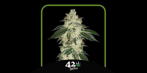 Suosituimmat Green Crack -kannat vuonna 2024 FastBuds