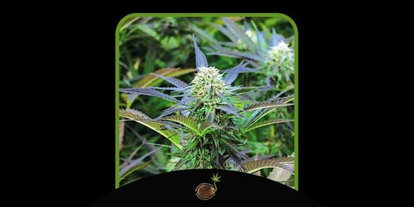 Royal Purple Kush Най-добрите семена Purple Kush за 2024 г