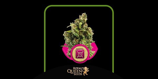 Sour Diesel Royal Queen Meilleur 2024