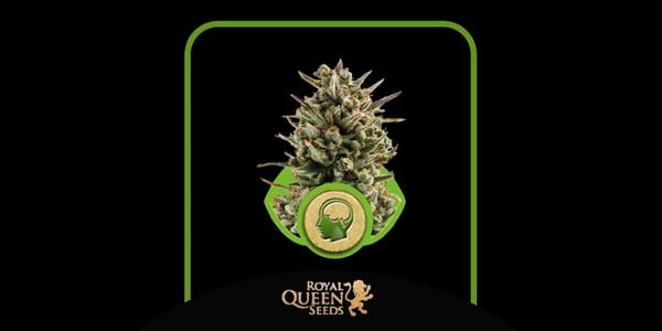 Amnezi Haze Otomatik - Royal Queen Seeds