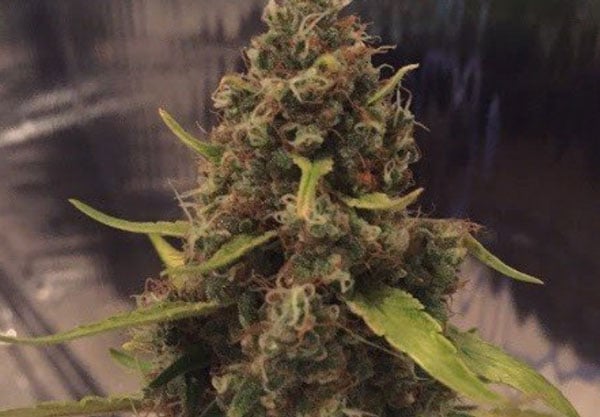 3D Best CBD Seeds i 2024